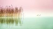 Reeds and waterfowl, barnacle geese, Lake Starnberg, Seeshaupt, Bavaria, Germany