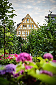 Flower garden in the Fischerviertel, Ulm, Danube, Swabian Alb, Baden-Württemberg, Germany
