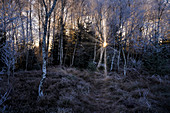 Herbstmorgen im Moorgebiet am Staffelsee, Uffing, Blaues Land, Landkreis Garmisch-Partenkirchen, Oberbayern, Bayern, Deutschland, Europa