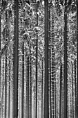 Winter forests below the Feldberg, Taunus, Hesse, Germany.