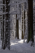 Winterliche Märchenlandschaft, Großer Feldberg, Taunus, Hessen, Deutschland