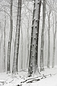 Winter forests below the Feldberg, Taunus, Hesse, Germany.