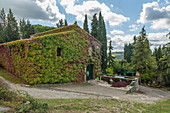 Efeu an einem Weingut im Chianti, Toskana, Italien 