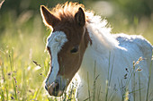 Iceland foal in the middle of grass