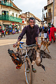 Mann transportiert Geflügel mit Fahrrad, Stamm der Betsileo, Ambalavao, Fianarantsoa Region, Madagaskar, Afrika