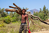 Madagascar carries firewood, near Tulear, Madagascar, Africa
