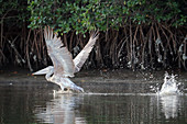 Gambia; Western Region; auf dem Bintang Bolong; Pelikan breitet seine Schwingen aus; wurde vom lauten Bootsmotor aufgeschreckt