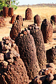 Gambia; Central River Region; Steinkreise bei Wassu; bestehend aus etwa 200 Megalithen; Nahaufnahme