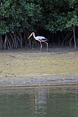Gambia; Western Region; at Bintang Bolong; Stork strides along the bank;