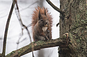 Regen durchnässtes Eichhörnchen frisst eine Eichel, Deutschland, Brandenburg, Spreewald