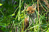 Portrait red fox pup in the warming light of the spring sun, Germany, Brandenburg