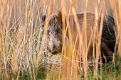 Portrait wild boar Bache in the high reed count, Germany, Brandenburg