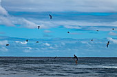 SUP Stand Up Paddler auf brechender Welle im Surfgebiet Teahupoo mit vorbeifliegenden Vögeln, Tahiti Iti, Tahiti, Windward Islands, Französisch-Polynesien, Südpazifik