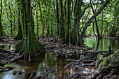 Banyan trees and mangroves along stream near the Vaipori Cave, Tahiti Iti, Tahiti, Windward Islands, French Polynesia, South Pacific