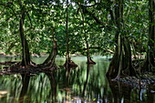 Banyan Bäume und Mangroven entlang Bach nahe der Höhle Grotte Vaipori, Tahiti Iti, Tahiti, Windward Islands, Französisch-Polynesien, Südpazifik