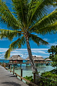 Kokospalme und Überwasserbungalows im Sofitel Bora Bora Private Island Resort, Bora Bora, Leeward Islands, Französisch-Polynesien, Südpazifik
