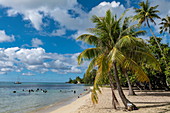 Kokospalmen an einem beliebten Badestrand der Opunohu Bay, Moorea, Windward Islands, Französisch-Polynesien, Südpazifik