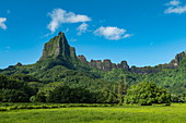 Lush vegetation and Mount Tohivea, Moorea, Windward Islands, French Polynesia, South Pacific