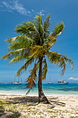 Kokospalme am Strand der Opunohu Bay mit Segelbooten in der Lagune von Moorea, Moorea, Windward Islands, Französisch-Polynesien, Südpazifik