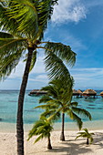 Kokospalmen am Strand und Überwasserbungalows im Hilton Moorea Lagoon Resort & Spa, Moorea, Windward Islands, Französisch-Polynesien, Südpazifik
