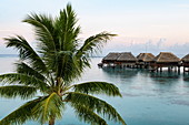 Kokospalme und Überwasserbungalows des Hilton Moorea Lagoon Resort & Spa im frühen Morgenlicht, Moorea, Windward Islands, Französisch-Polynesien, Südpazifik