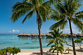 Coconut palms on the beach and overwater bungalows at the Hilton Moorea Lagoon Resort & Spa, Moorea, Windward Islands, French Polynesia, South Pacific