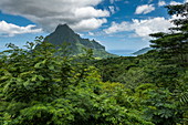 Üppige Vegetation und Berge gesehen von Belvedere Lookout, Moorea, Windward Islands, Französisch-Polynesien, Südpazifik