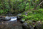 River from Afareaitu waterfall amid lush vegetation, Moorea, Windward Islands, French Polynesia, South Pacific