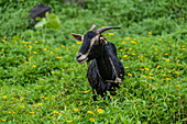 Goat in the interior of the island, Moorea, Windward Islands, French Polynesia, South Pacific