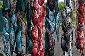 Colorful fish hang for sale at a street stall, near Taravao, Tahiti, Windward Islands, French Polynesia, South Pacific