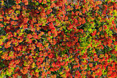Luftaufnahme von einem herrlichen roten Flammenbaum (Delonix regia), Taiohae, Nuku Hiva, Marquesas-Inseln, Französisch-Polynesien, Südpazifik