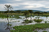 Grasland mit Spiegelung von Bäumen in einem Teich, nahe Akagera National Park, Eastern Province, Ruanda, Afrika