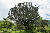 Euphorbia tree in the grasslands, Akagera National Park, Eastern Province, Rwanda, Africa