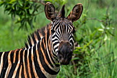 Zebra in the grasslands, Akagera National Park, Eastern Province, Rwanda, Africa