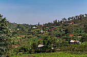 Häuser inmitten fruchtbarer Felder, nahe Nyamabuye, Southern Province, Ruanda, Afrika