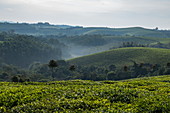 Teeplantage und üppige Hügellandschaft, nahe Gisakura, Western Province, Ruanda, Afrika