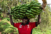 Smiling woman in Arsenal soccer jersey carries heavy banana tree on head, near Gisakura, Western Province, Rwanda, Africa
