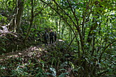 Ranger guide and hiking group run through lush jungle during a chimpanzee discovery hike in Cyamudongo Forest, Nyungwe Forest National Park, Western Province, Rwanda, Africa