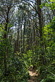 Pfad durch üppigen Dschungel während einer Schimpansen Entdeckungswanderung im Cyamudongo Forest, Nyungwe Forest National Park, Western Province, Ruanda, Afrika