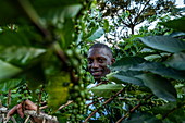 Mann lächelt während er Kaffeebohnen in einer Kaffeeplantage pflückt, Kinunu, Western Province, Ruanda, Afrika