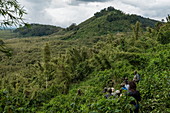 Ranger guides and visitors maneuver their way through dense jungle during a trekking excursion to the Sabyinyo group of gorillas, Volcanoes National Park, Northern Province, Rwanda, Africa