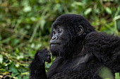 Junger Gorilla der Sabyinyo Gruppe von Gorillas, Volcanoes National Park, Northern Province, Ruanda, Afrika
