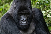 Silverback Guhonda ist über 30 Jahre alt, zwei Meter groß, wiegt mehr als 200 kg und ist der unbestrittene Anführer der Sabyinyo Gruppe von Gorillas im Volcanoes National Park, Northern Province, Ruanda, Afrika
