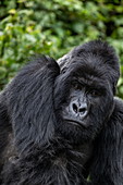 Silverback Guhonda is over 30 years old, two meters tall, weighs more than 200 kg and is the undisputed leader of the Sabyinyo group of gorillas in Volcanoes National Park, Northern Province, Rwanda, Africa