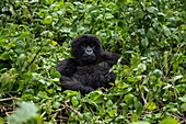Gorilla der Sabyinyo Gruppe von Gorillas, Volcanoes National Park, Northern Province, Ruanda, Afrika