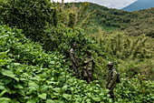 Ranger Guides und Tracker während eines Trekking Ausflug zur Sabyinyo Gruppe von Gorillas, Volcanoes National Park, Northern Province, Ruanda, Afrika