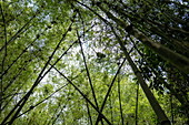 Bambus im Dschungel während Golden Monkey Tracking Exkursion, Volcanoes National Park, Northern Province, Ruanda, Afrika