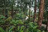 Weg durch Wald und Chalets im Luxusresort OneundOnly Gorilla's Nest, Ruhengeri, Northern Province, Ruanda, Afrika