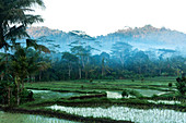 Early morning shot of the jungle and mist surrounding rice paddies in Bali.