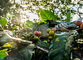 Coffea cherries at Coffee Plantation, Blue Mountains, Saint Andrew Parish, Jamaica, West Indies, Caribbean, Central America